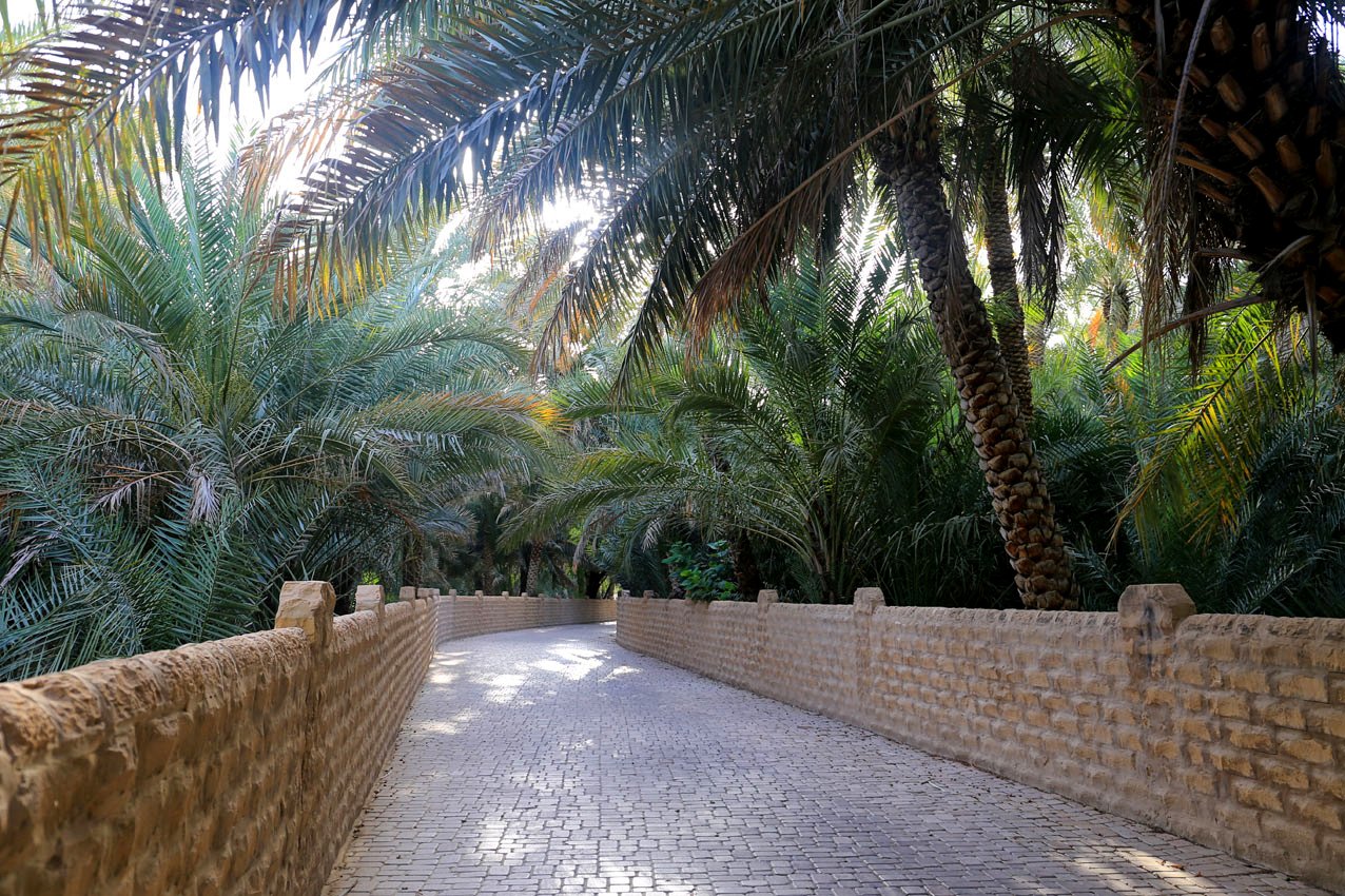 A palm-lined walkway in Al Ain Oasis, photographed by Iwona Rege.